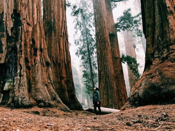 Yosemite Natl Park: Curry Village Semi-Guided 2-Day Tour - Independent Exploration Time