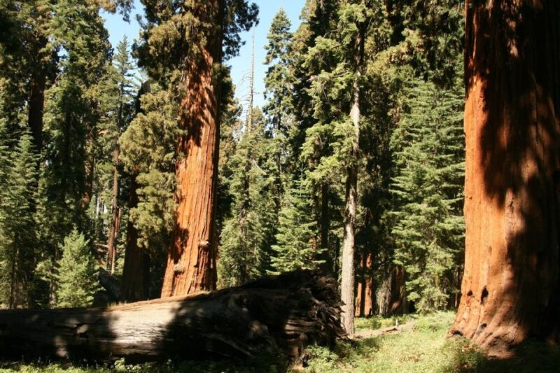 Yosemite'S Natural Wonders: Private Day Tour From San Jose - Language Support