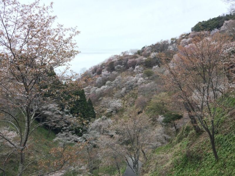 Yoshino: Private Guided Tour & Hiking in a Japanese Mountain - Inclusions