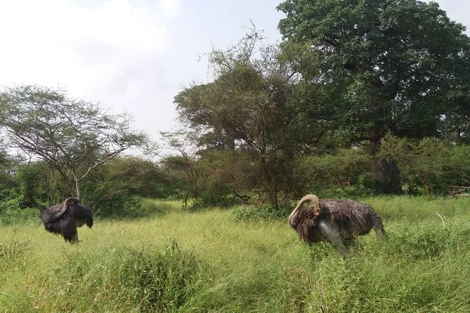 Your Private Driver & Tour Guide in Senegal-Reserve of Bandia - Whats Included in Your Tour