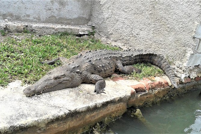 YS Falls and Black River Safari Guided Tour From Montego Bay and Grand Palladium - Black River Cruise