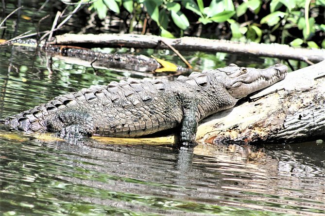 YS Falls and Black River Safari Guided Tour From Montego Bay and Grand Palladium - Lunch and Dining