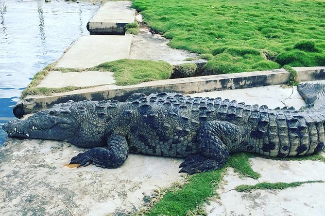 YS Falls, Black River Safari, and Floyds Pelican Bar Day-Trip (Transportation) - Experience Highlights