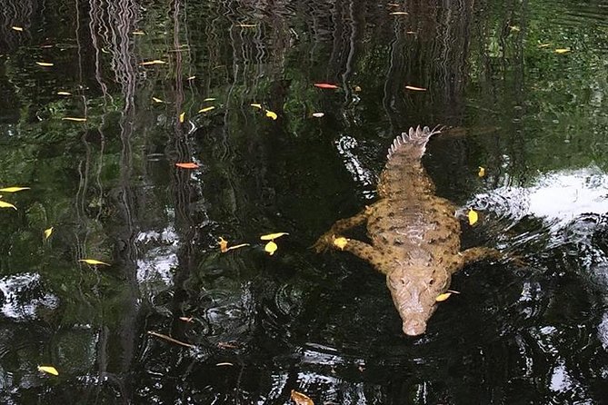 YS Falls, Black River Safari, and Floyds Pelican Bar Day-Trip (Transportation) - Traveler Reviews and Recommendations