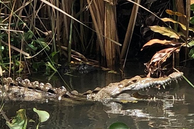 YS Falls, Black River Safari, Appleton Rum Tour OR Pelican Bar (Choose Up to 3) - Health Recommendations