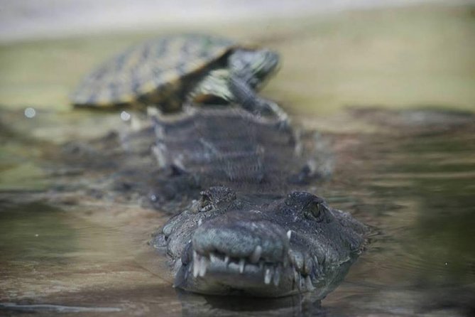 Ys Falls & Black River Safari Boat Cruise [Transportation Only] - Booking Information