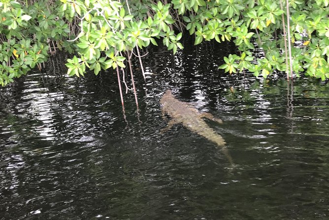 YS Falls, Black River Safari, Floyd's Pelican Bar - Reviews and Ratings