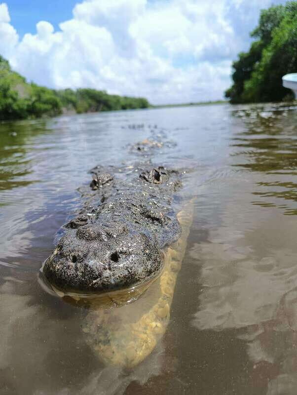 Yucatán: Río Lagartos Biosphere Reserve Boat Tour - Final Thoughts