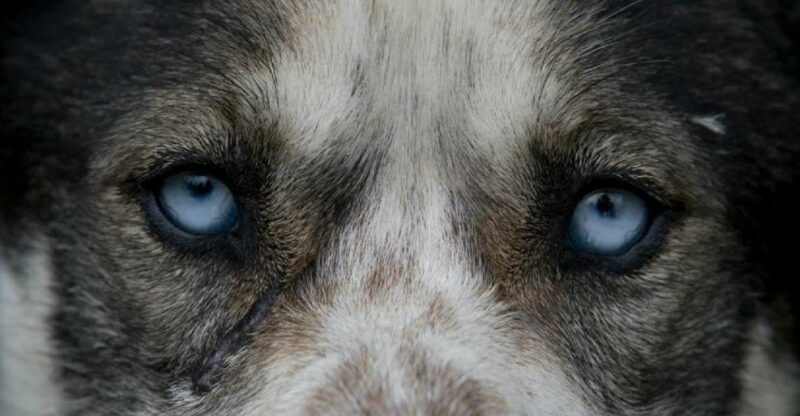 Yukon Dogs and Gold - Key Points