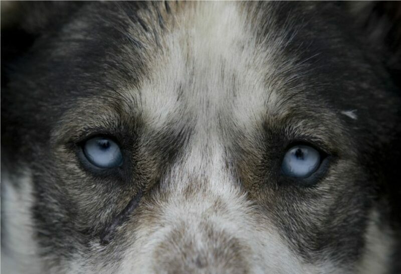 Yukon Dogs and Gold - FAQ About Yukon Dogs and Gold