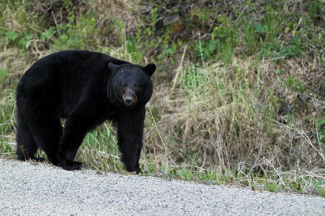 Yukon Extended Summit Drive Tour (From Skagway) - Important Details