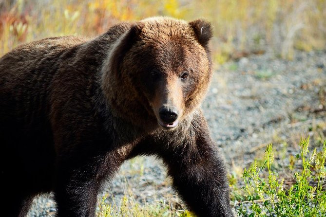 Yukon Summer Dream - Active Summer Adventure | 5 Days - Wildlife Watching Experience
