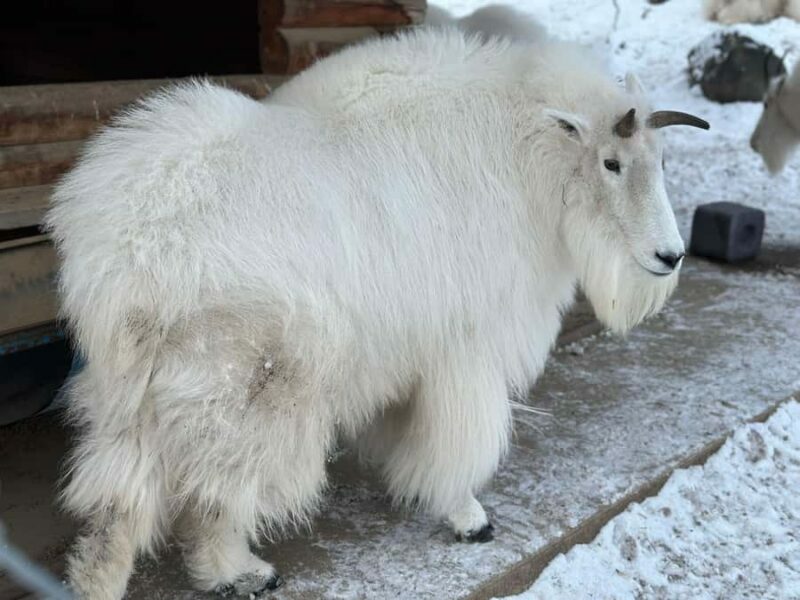 Yukon Wildlife & Nordic Hot Springs Experience - Key Points