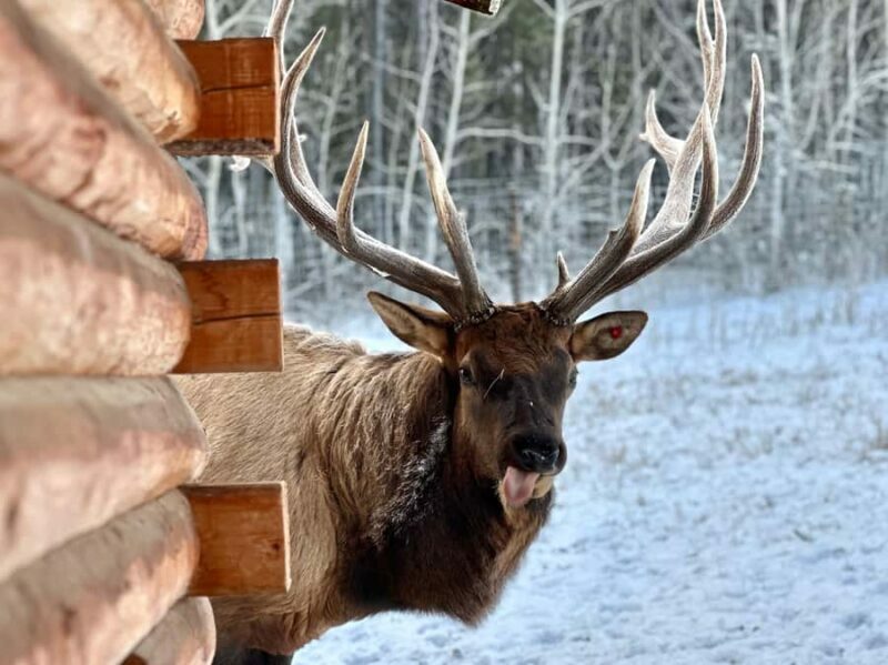 Yukon Wildlife & Nordic Hot Springs Experience - Exploring the Yukon Wildlife & Nordic Hot Springs Experience in Detail