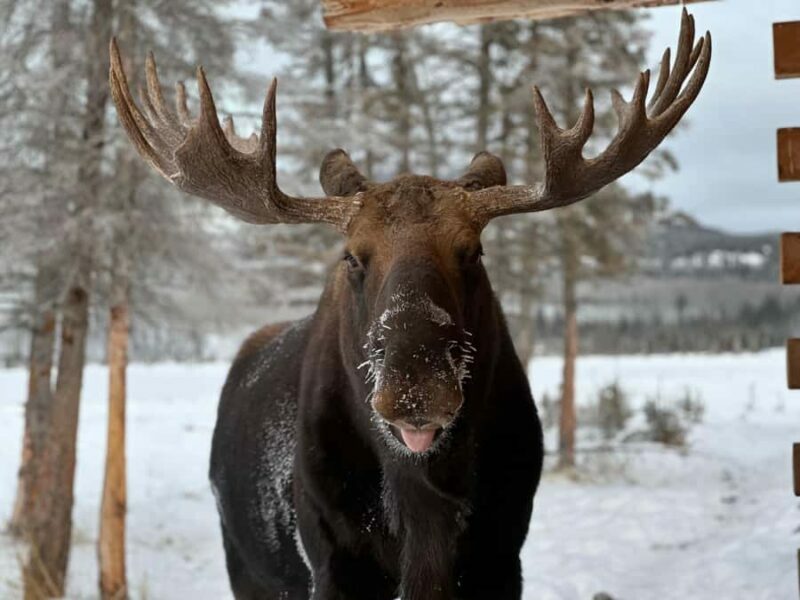 Yukon Wildlife & Nordic Hot Springs Experience - FAQs