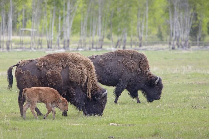 Yukon Wildlife Preserve & Eclipse Nordic Hot Springs - Yukon Wildlife Preserve