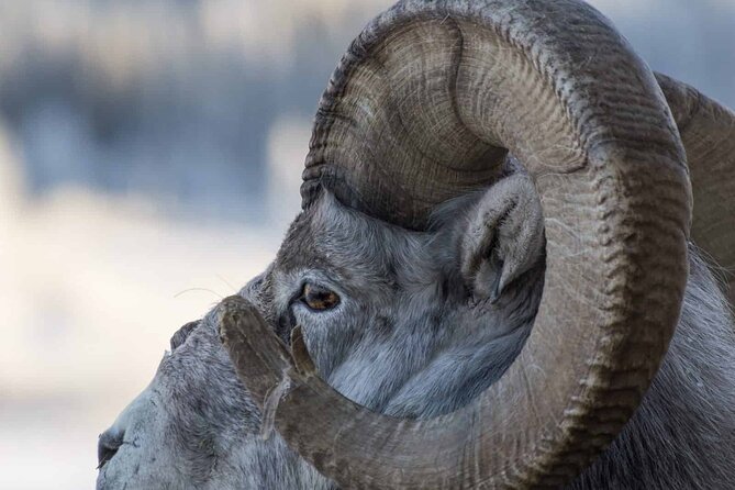 Yukon Wildlife Preserve & Eclipse Nordic Hot Springs - Gratuities and Expenses
