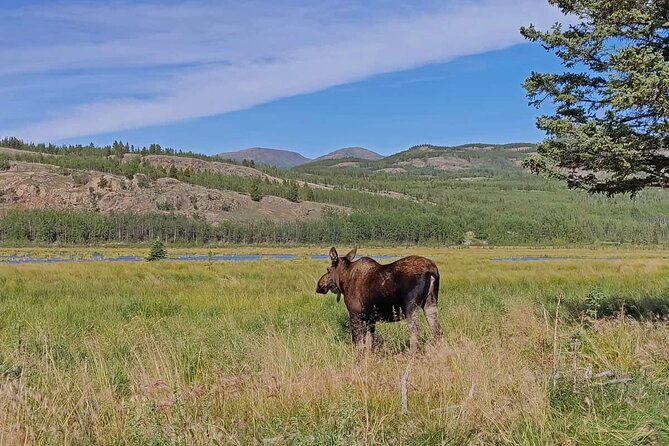 Yukon Wildlife Preserve & Eclipse Nordic Hot Springs - Tour Provider