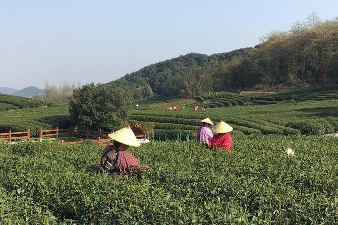 Yunxi Bamboo Forest Tour Review - Yunxi Bamboo Forest