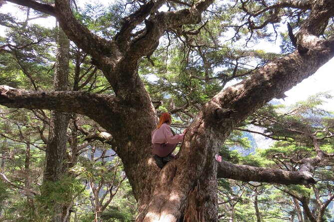 Yushan Main Peak Two Days and Two Nights | Taiwans Highest Peak - Booking and Confirmation Process