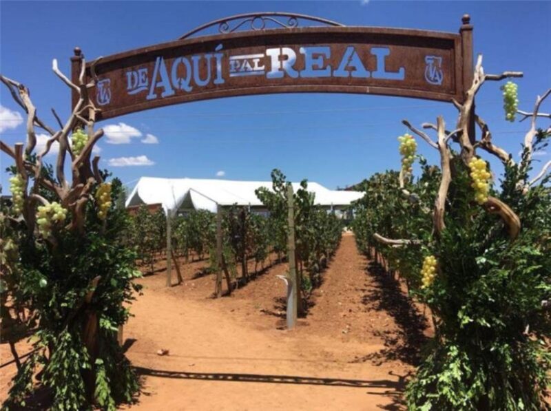 Zacatecas: Campo Real Winery Tour - Key Points