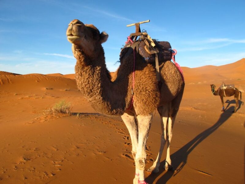 Zagora Sahara Desert Overnight Trip From Ouarzazate - Itinerary and Highlights