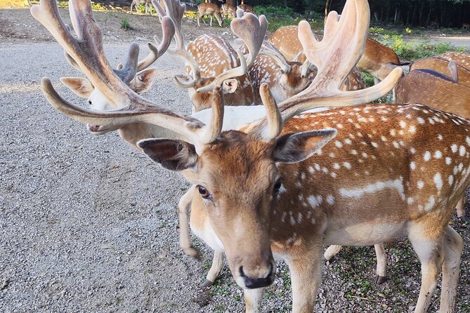 Zagreb, Plitvice Lakes, and Deer Ranch Discovery Tour - Pickup and Meeting Details