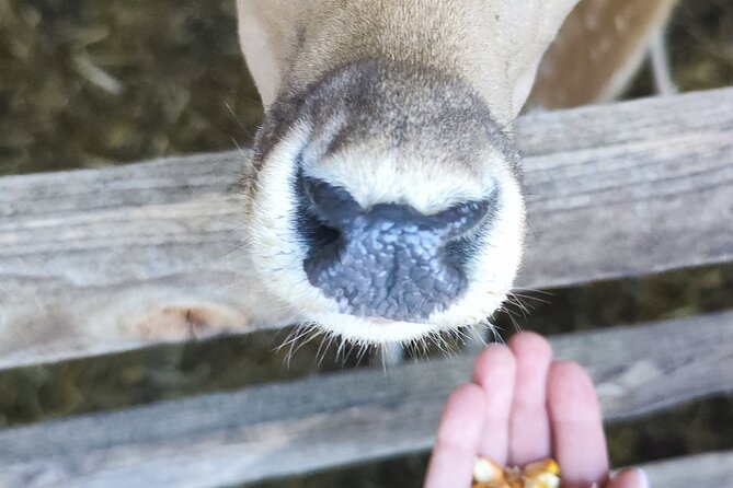 Zagreb, Plitvice Lakes, and Deer Ranch Discovery Tour - Experience Deer Ranch