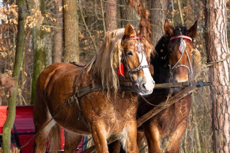 Zakopane: Horse-Drawn Rides With Local Guide & Food Tasting - Itinerary Details