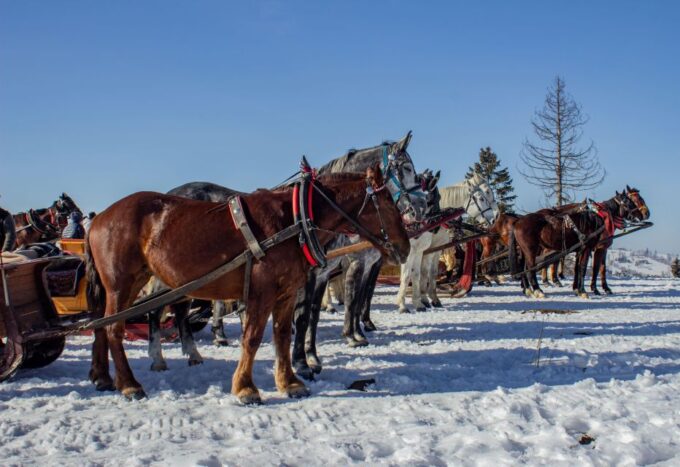 Zakopane: Horse-Drawn Rides With Local Guide & Food Tasting - Carriage Ride Experience