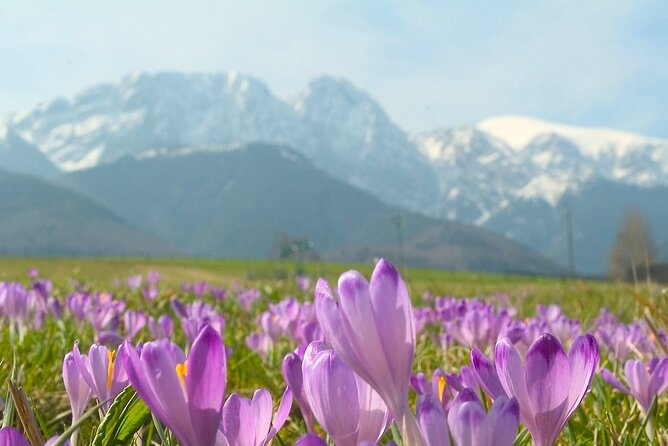 Zakopane & Tatra Mountains Best Value Shared Tour - Inclusions and Transport