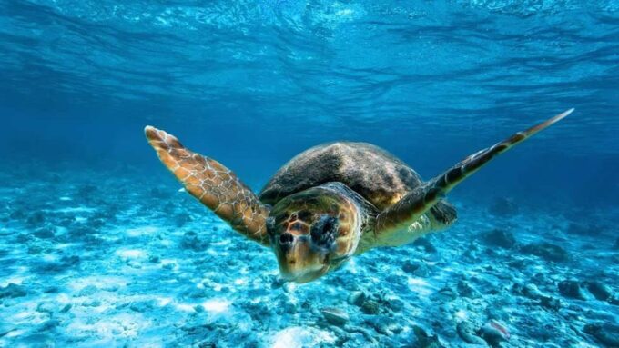 Zakynthos: Breathtaking Sunset in Myzithres - Spotting Caretta-Caretta Turtles