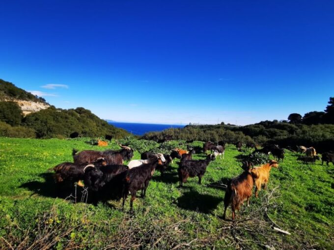 Zakynthos: Early Morning Shipwreck,Blue Caves and View Point - Experience Blue Caves