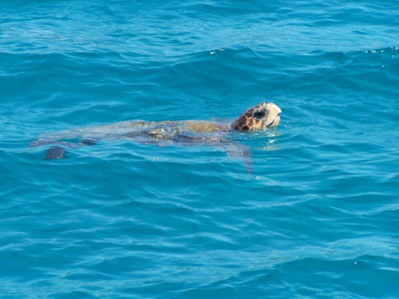 Zakynthos: Guided Boat Cruise to Turtle Island & Keri Caves - Highlights and Activities