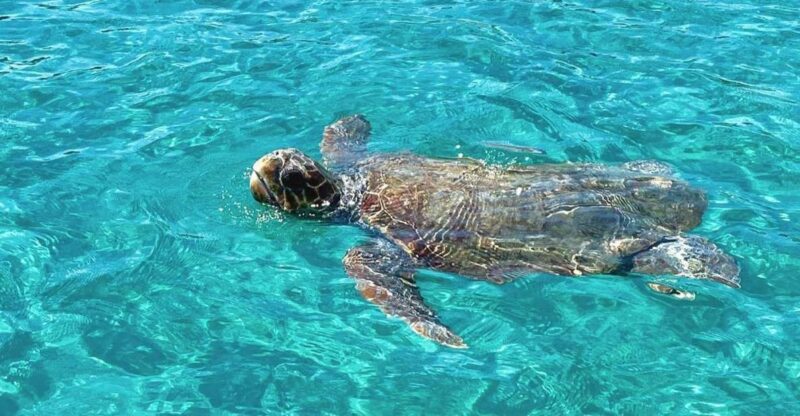 Zakynthos: Guided Boat Tour to Turtle Island With Swimming - Itinerary Highlights