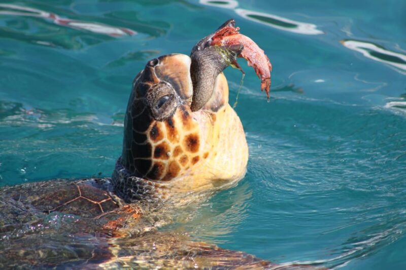 Zakynthos: Half Day Caretta Turtle Spotting & Keri Caves - Pricing and Booking