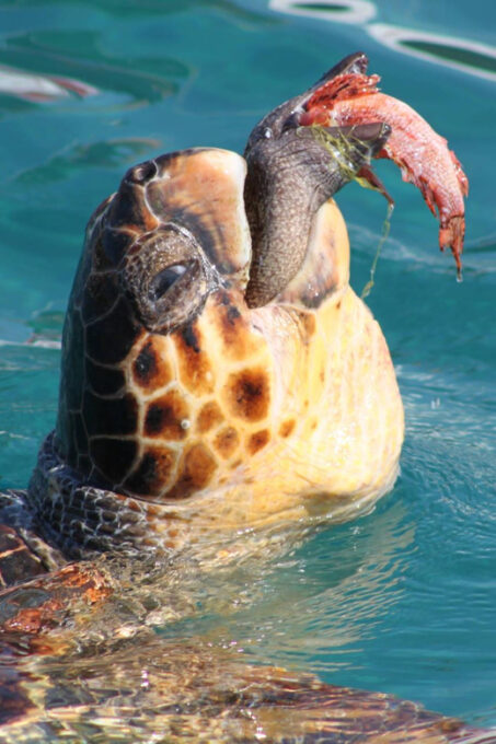 Zakynthos: Half Day Caretta Turtle Spotting & Keri Caves - Turtle Spotting and Caves