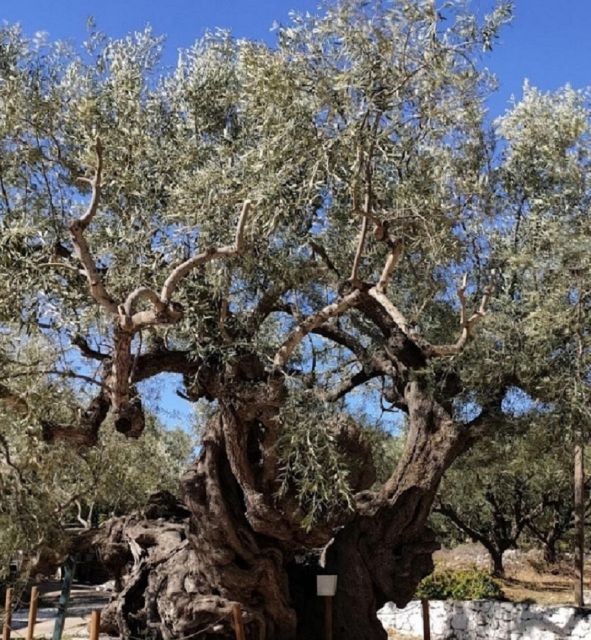 Zakynthos Half Day Tour to Navagio White Beach Xygia & More - Itinerary and Highlights