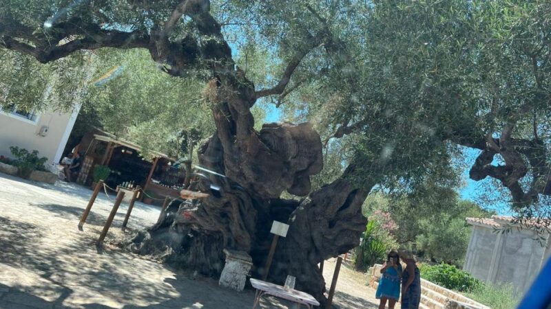 Zakynthos: Highlights Tour Xigia Shipwreck Dinner in Kampi - Key Points