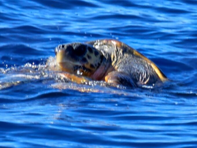 Zakynthos : Island Half Circle Boat Tour - Visiting Coastal Treasures