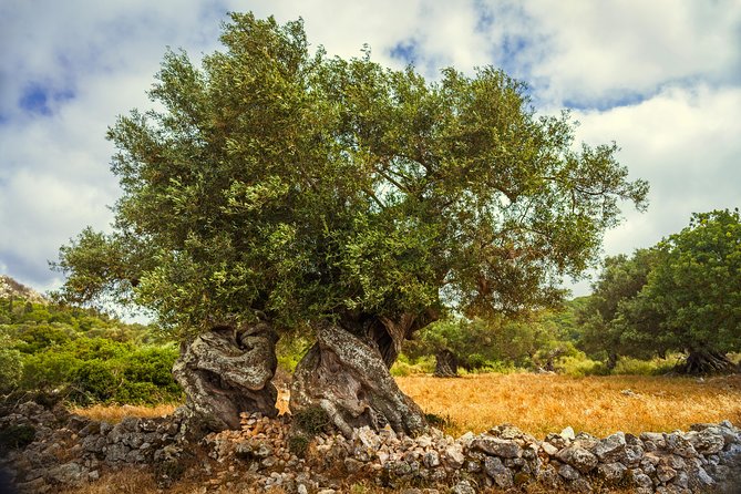 Zakynthos Island Small-group Jeep Safari - Exploring Local Culture and Traditions