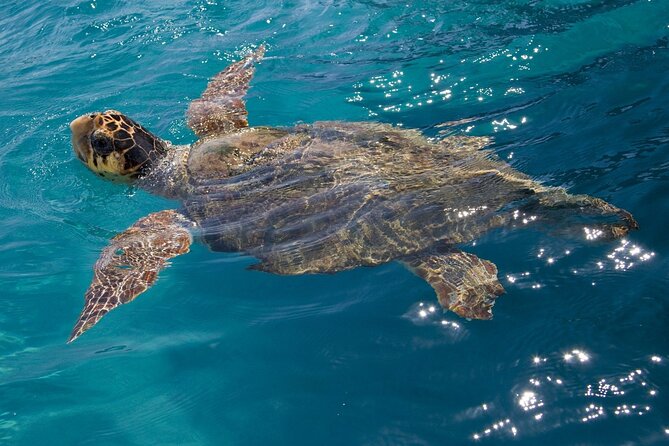 Zakynthos Marine Park With Turtles Spotting - Meeting Point and Pickup Details