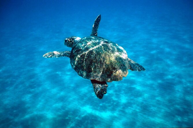 Zakynthos Marine Park With Turtles Spotting - Activity Duration and Accessibility