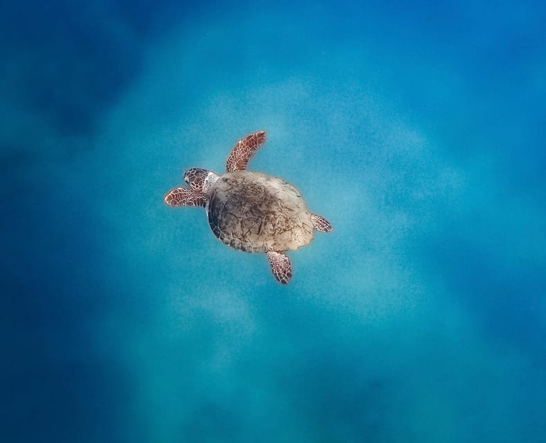 Zakynthos Private Boat: Turtles & Marathonisi Island (max5) - National Marine Park of Zakynthos