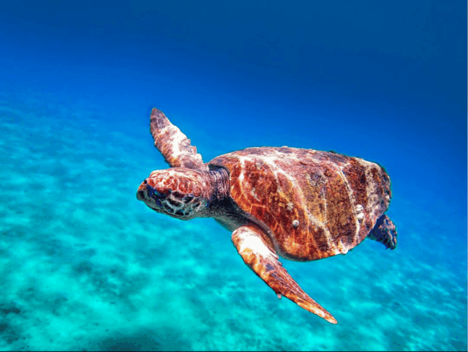 Zakynthos Private Boat: Turtles & Marathonisi Island (max5) - Customer Experience