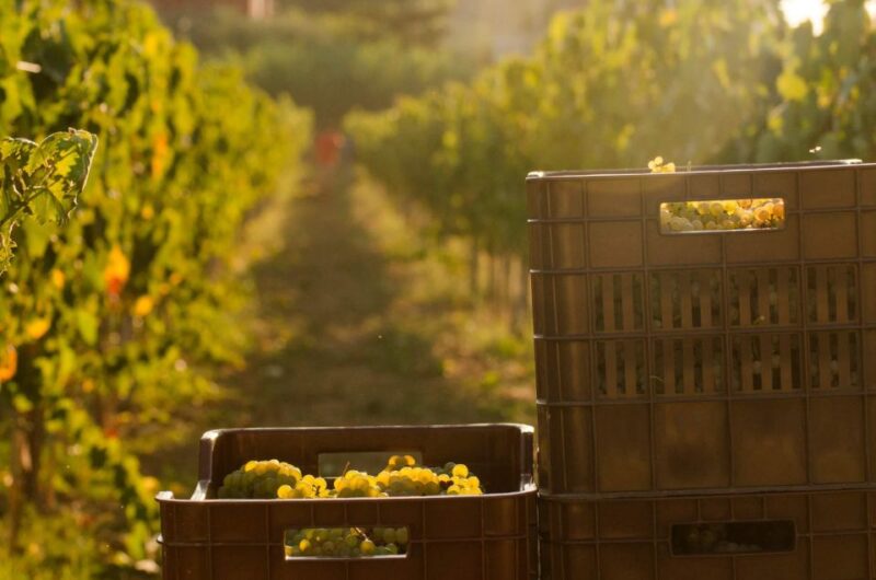 Zakynthos: Private Tour With Wine & Olive Oil Tasting - Monastery of St Dionysios