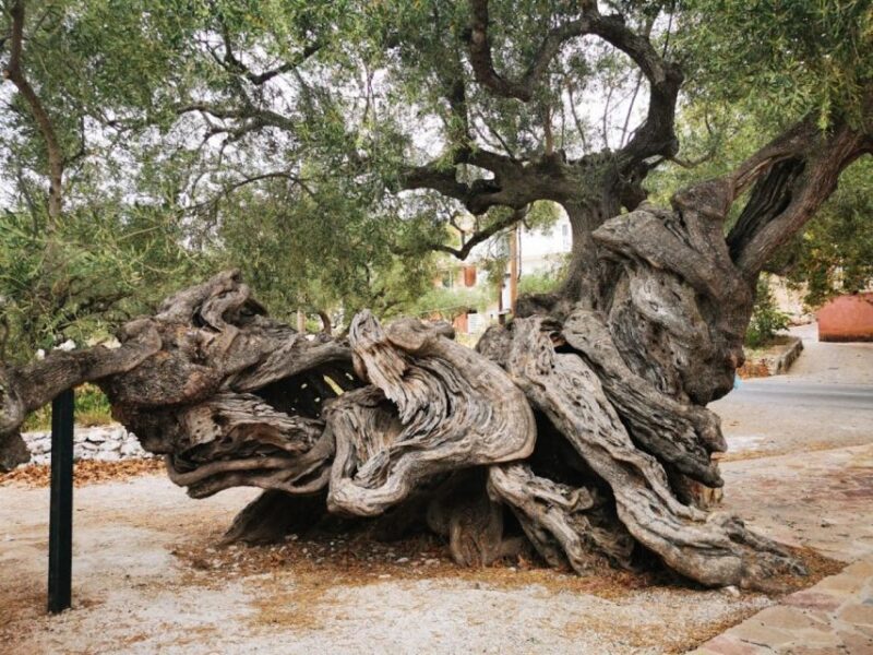 Zakynthos: Shipwreck Beach, Viewpoint, Blue Caves Day Tour - Itinerary Highlights