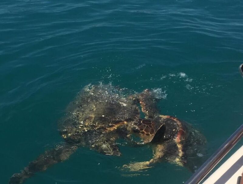 Zakynthos Turtle Island and Keri Caves - Tour Experience
