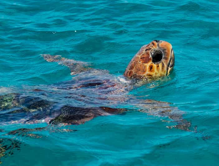 Zakynthos: Turtle Island, Cameo and Keri Caves + Transport - Highlights