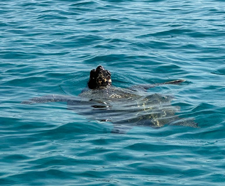 Zakynthos: Turtle Island, Cameo and Keri Caves + Transport - Price and Inclusions
